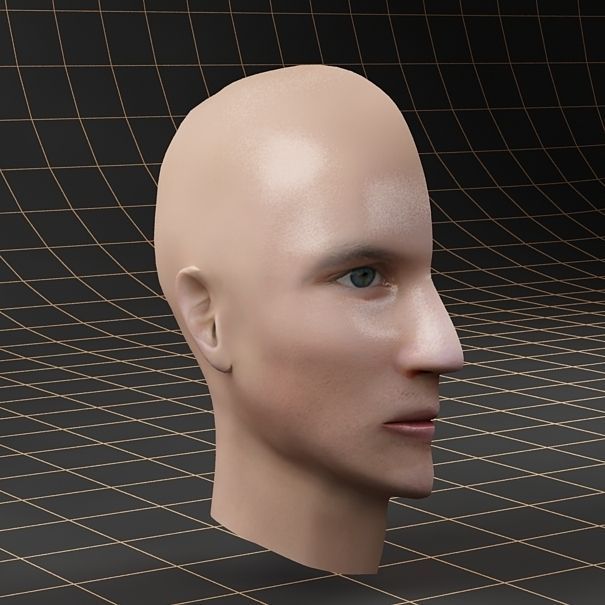Anatomy head cutaway 3D model_6