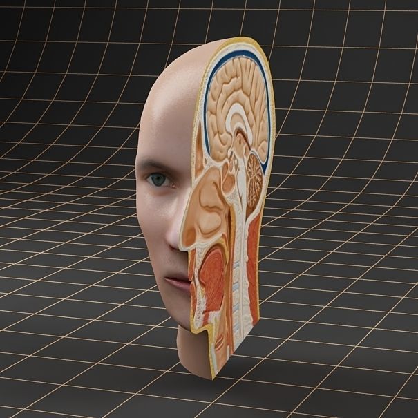 Anatomy head cutaway 3D model_4