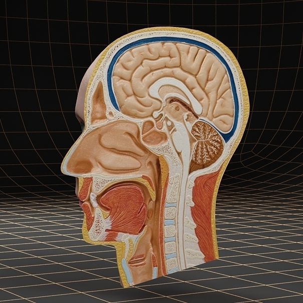 Anatomy head cutaway 3D model_2
