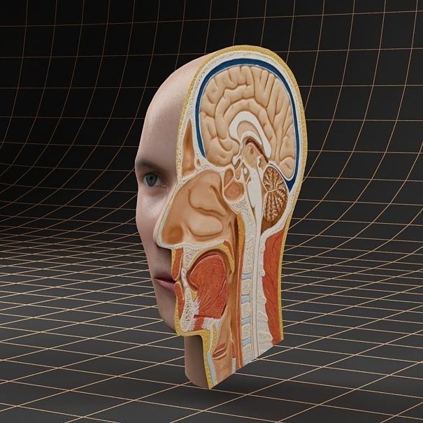 Anatomy head cutaway 3D model_1