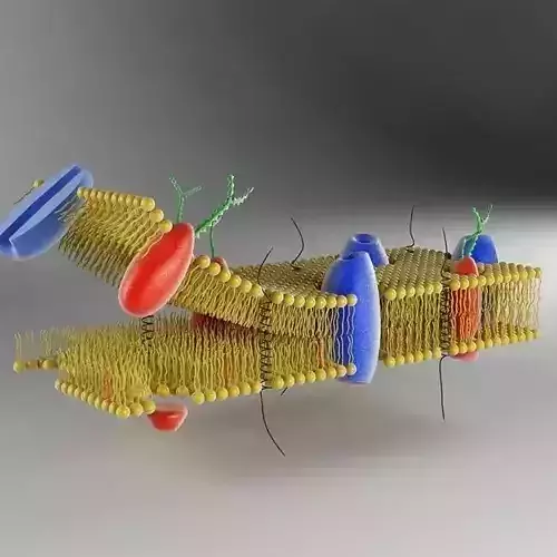 Cell Membrane 3D model