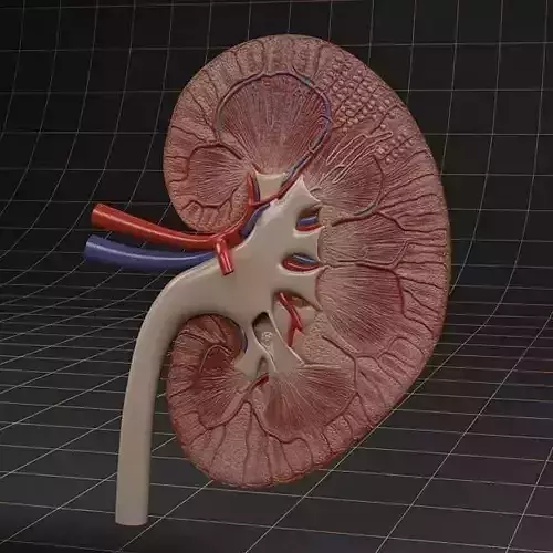 Anatomy kidney