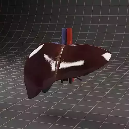 Anatomy liver and gallbladder Low-poly 3D model