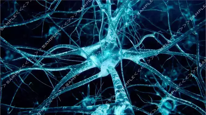 Neurons ride import pack 3D model