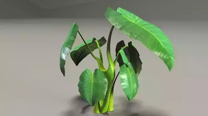 Elephant Ear plant 3D model