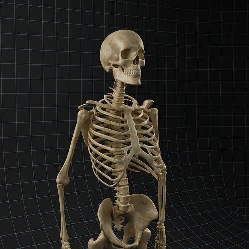 Anatomy skeleton 02 3D model