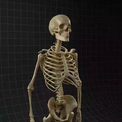 Anatomy skeleton 02 3D model