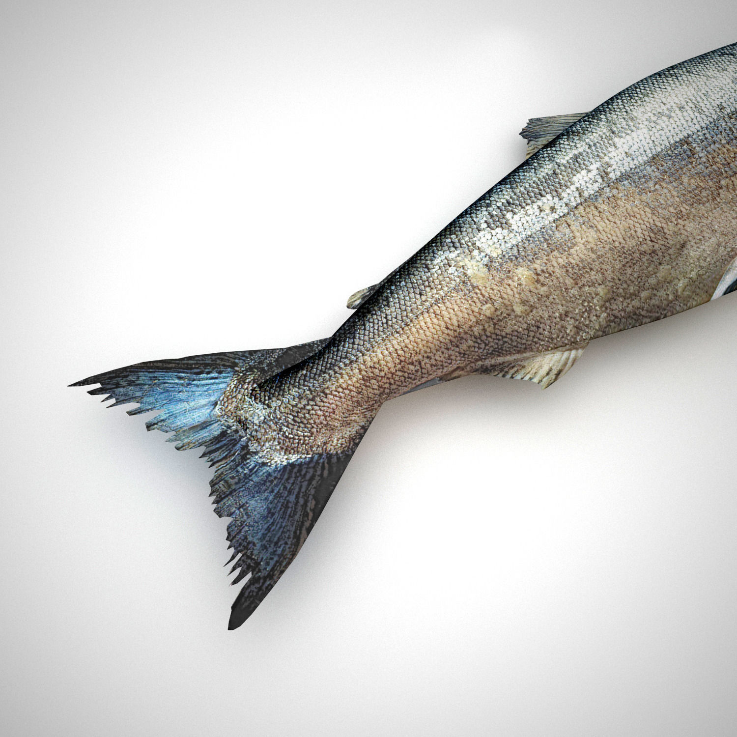 Fresh Raw Salmon 3D model_1