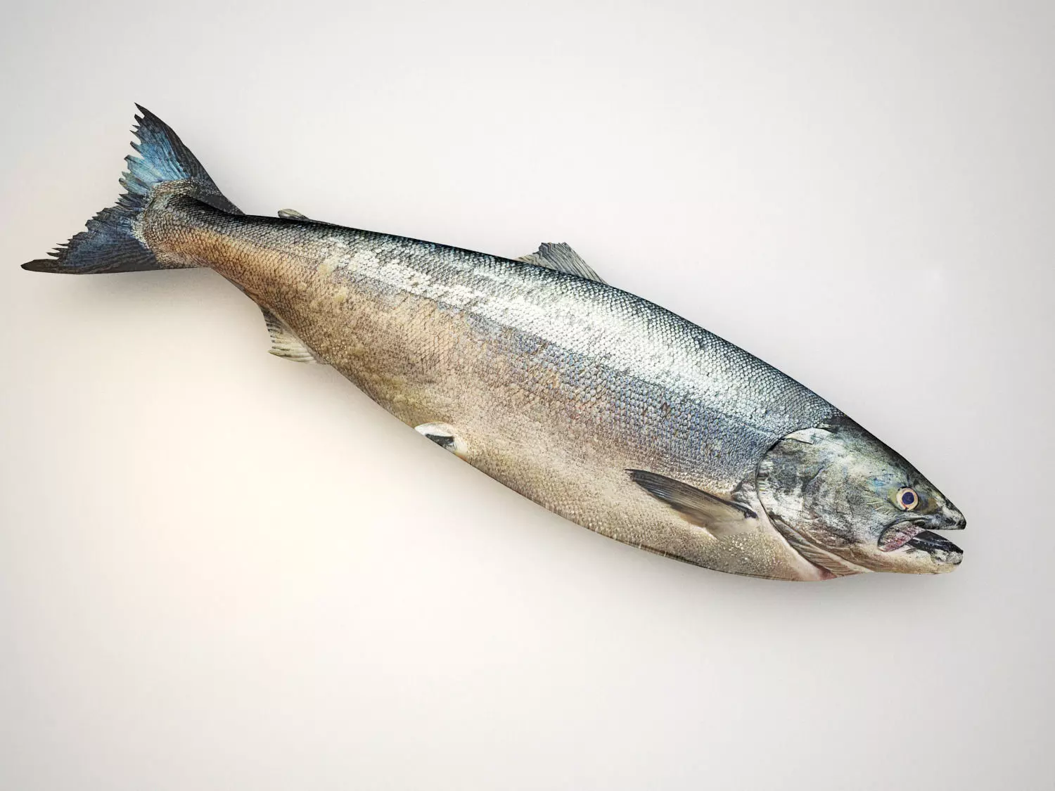 Fresh Raw Salmon 3D model_0