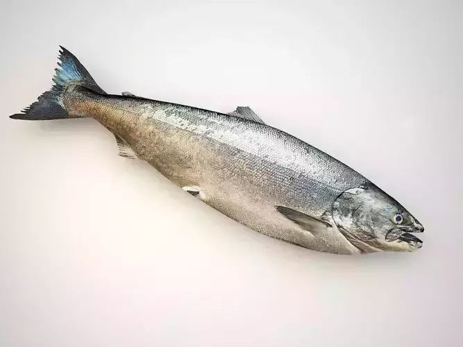 Fresh Raw Salmon 3D model