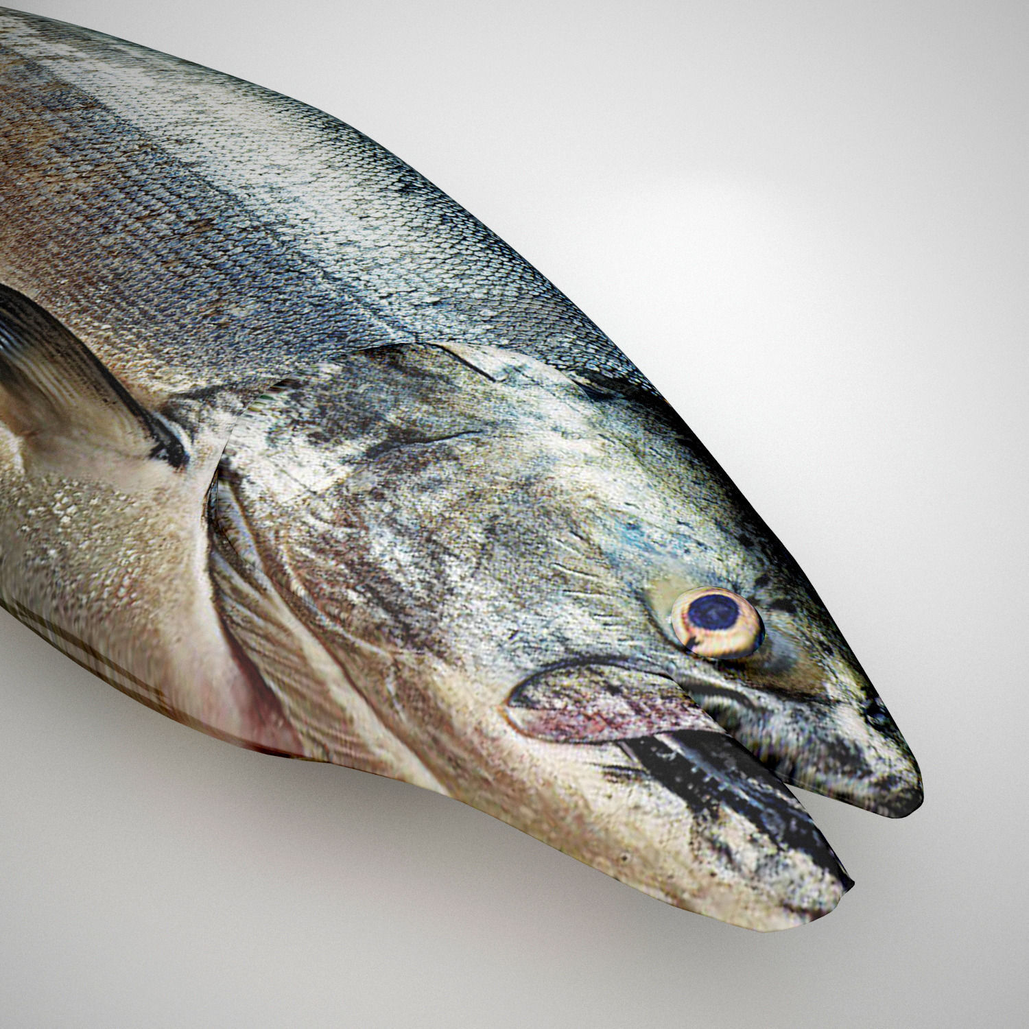 Fresh Raw Salmon 3D model_2