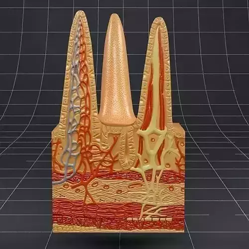 Anatomy Intestinal villi 3D model
