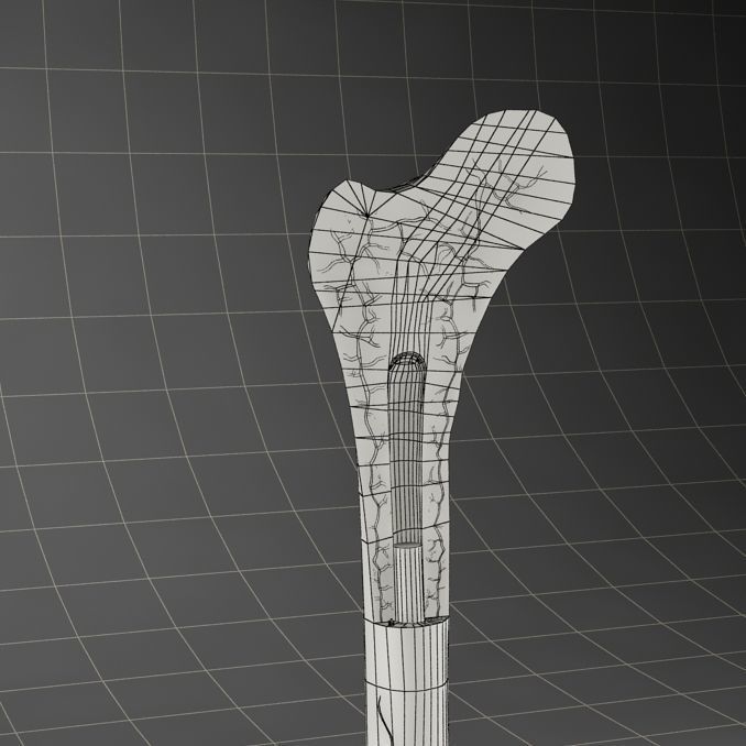 Anatomy bone femoral 3D model_6