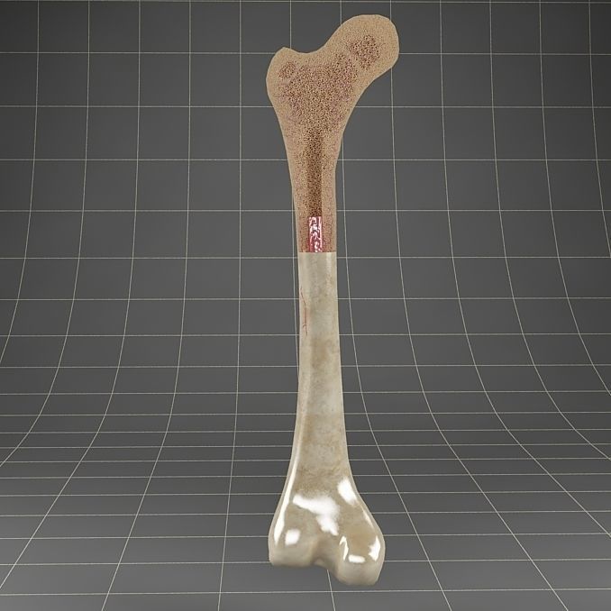 Anatomy bone femoral 3D model_3