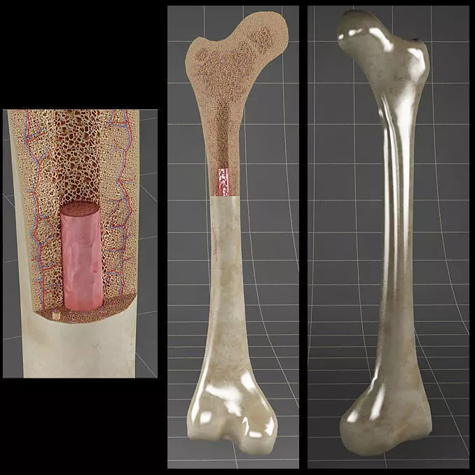 Anatomy bone femoral 3D model_0