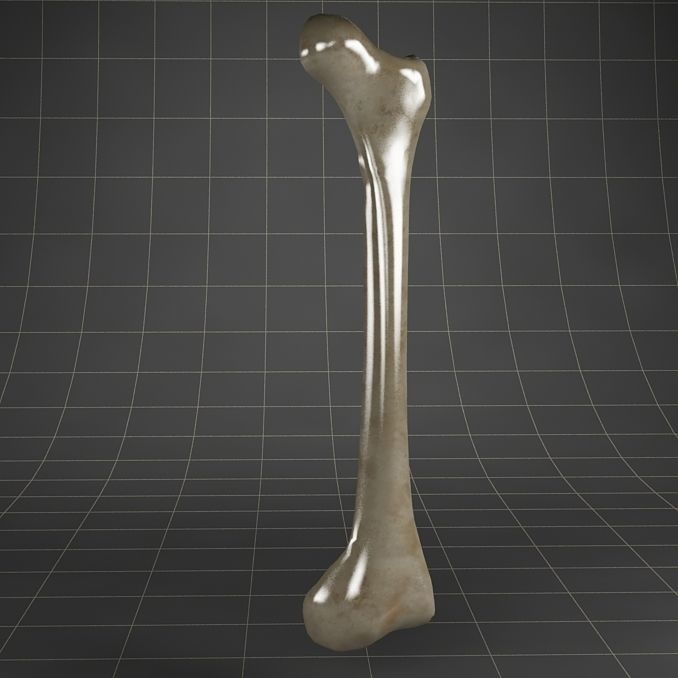 Anatomy bone femoral 3D model_4