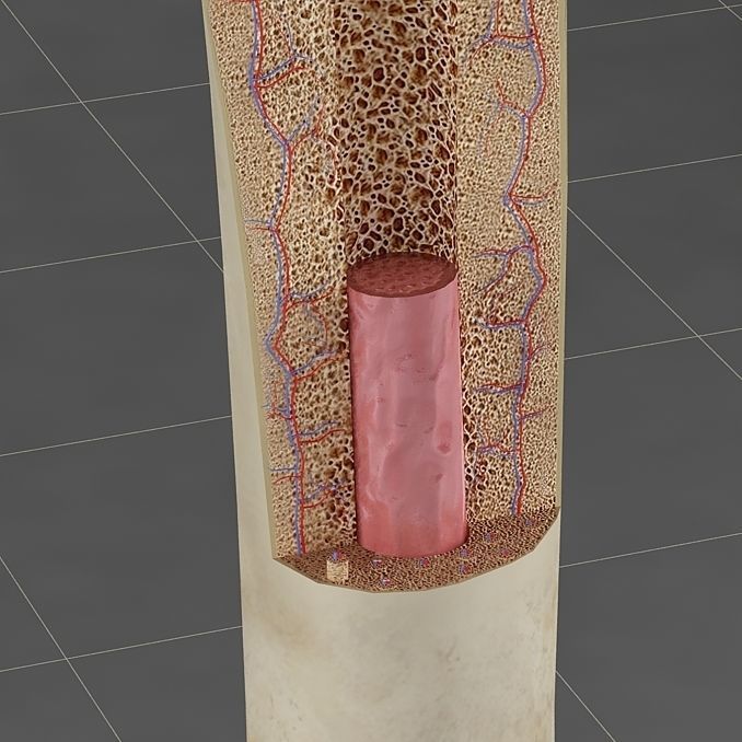 Anatomy bone femoral 3D model_2
