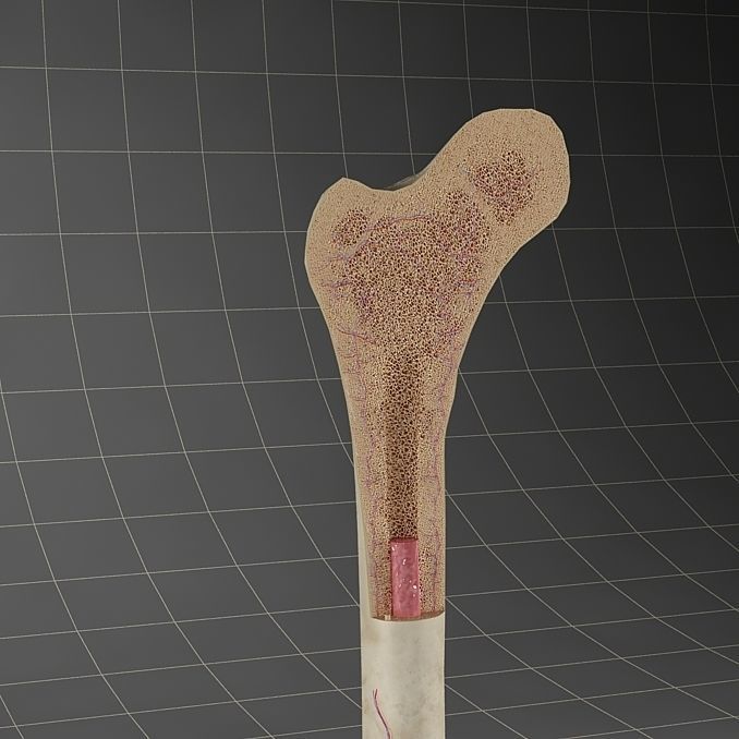 Anatomy bone femoral 3D model_1