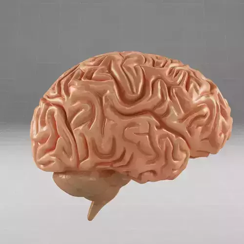 Anatomy brain 3D model
