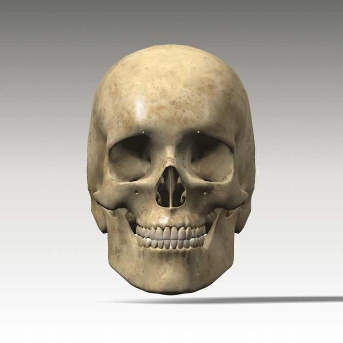 Anatomy skull 01 3D model_7
