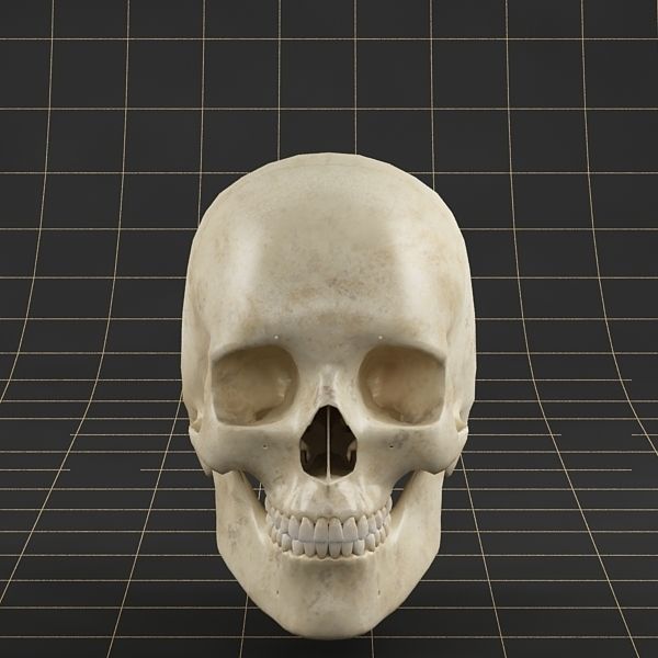 Anatomy skull 01 3D model_5