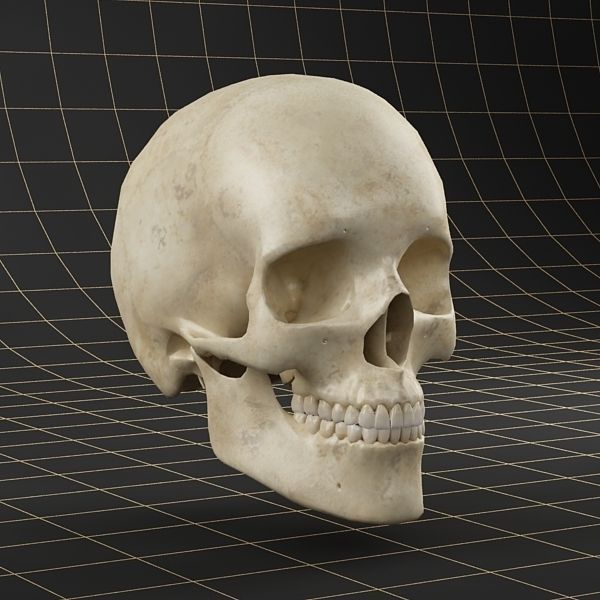 Anatomy skull 01 3D model_6