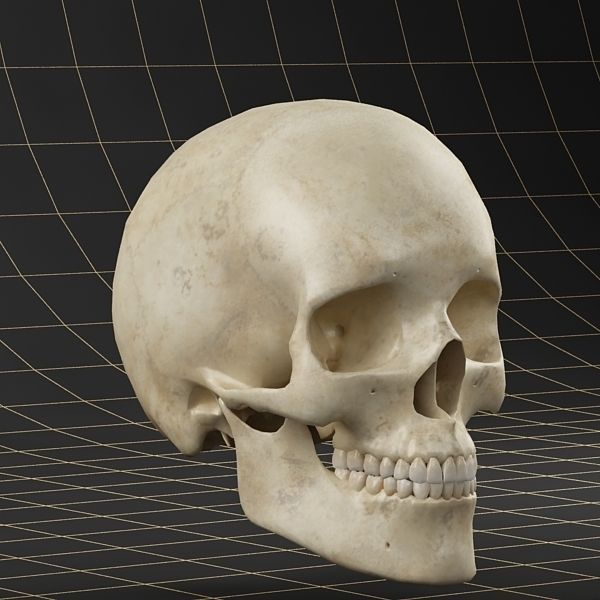 Anatomy skull 01 3D model_2