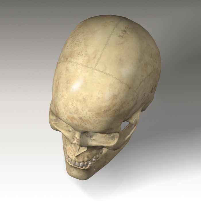 Anatomy skull 01 3D model_10