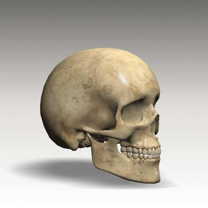 Anatomy skull 01 3D model_12