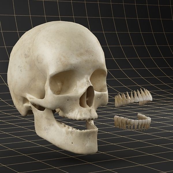 Anatomy skull 01 3D model_1