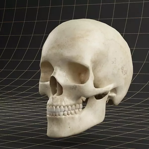 Anatomy skull 01 3D model_0