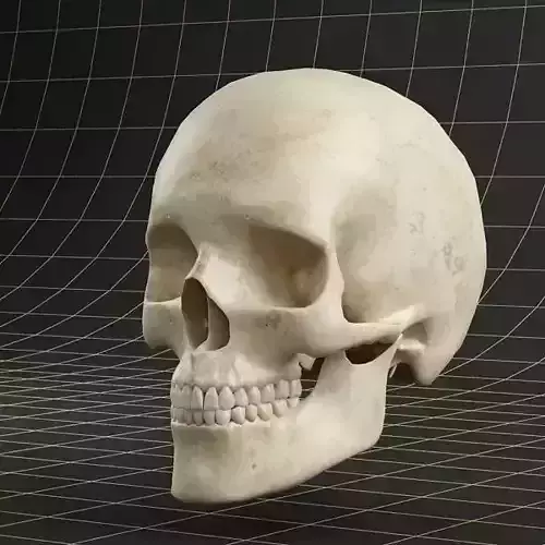 Anatomy skull 01 3D model