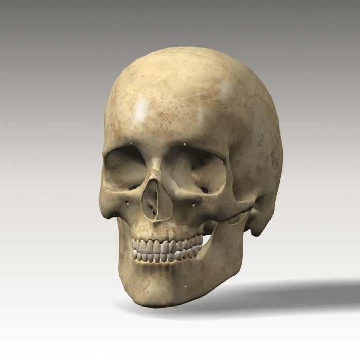 Anatomy skull 01 3D model_8