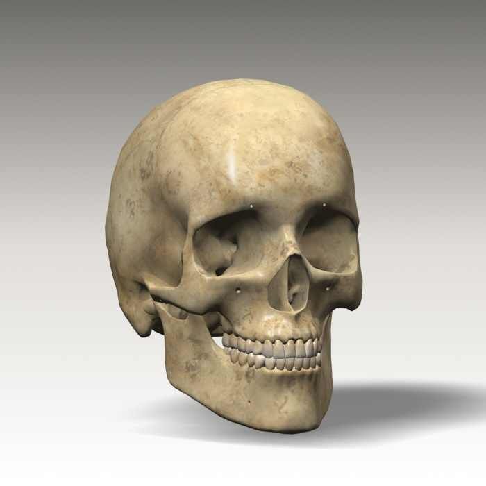 Anatomy skull 01 3D model_9