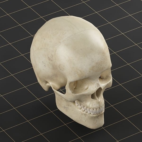 Anatomy skull 01 3D model_4
