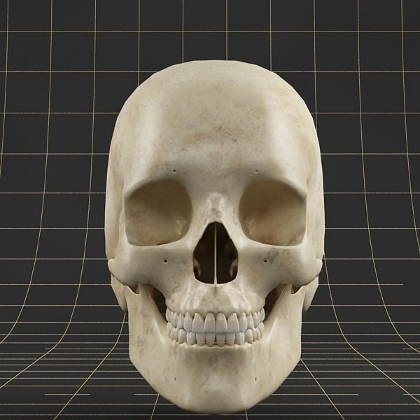 Anatomy skull 01 3D model_3