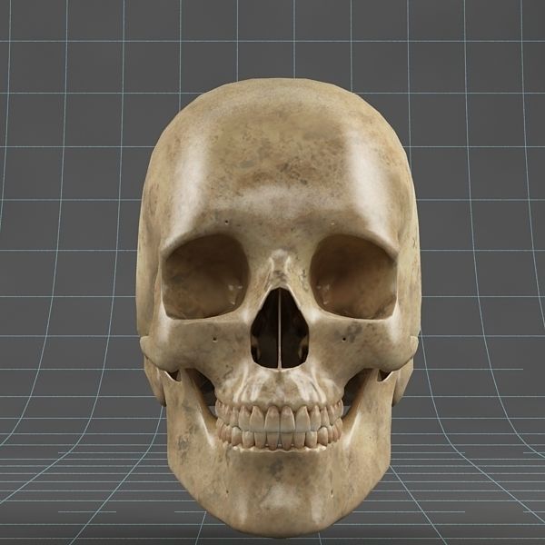 Anatomy skull 02 3D model_3