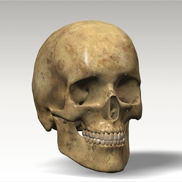 Anatomy skull 02 3D model_14