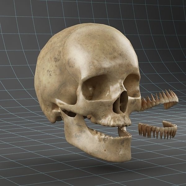 Anatomy skull 02 3D model_7