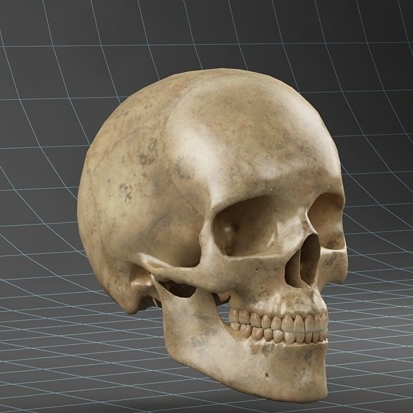 Anatomy skull 02 3D model_5