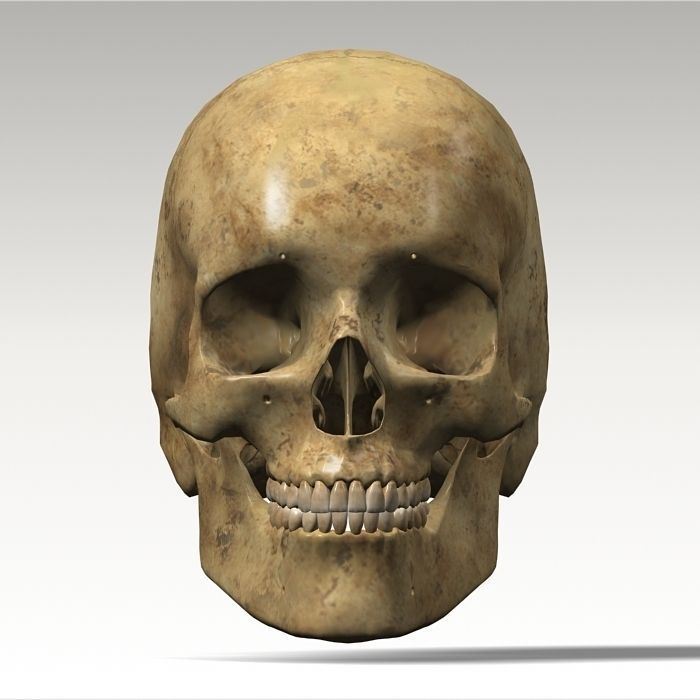 Anatomy skull 02 3D model_9