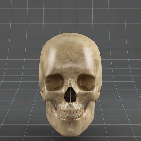 Anatomy skull 02 3D model_2
