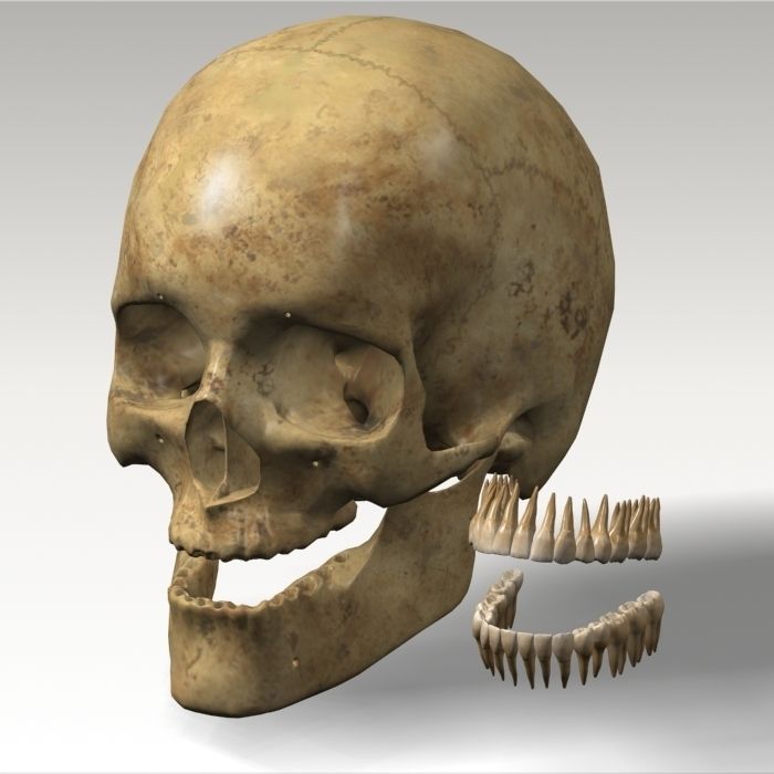 Anatomy skull 02 3D model_8