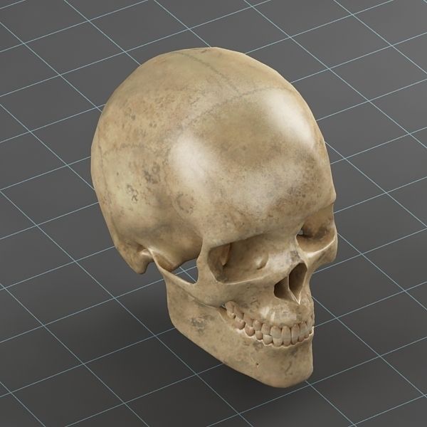 Anatomy skull 02 3D model_4
