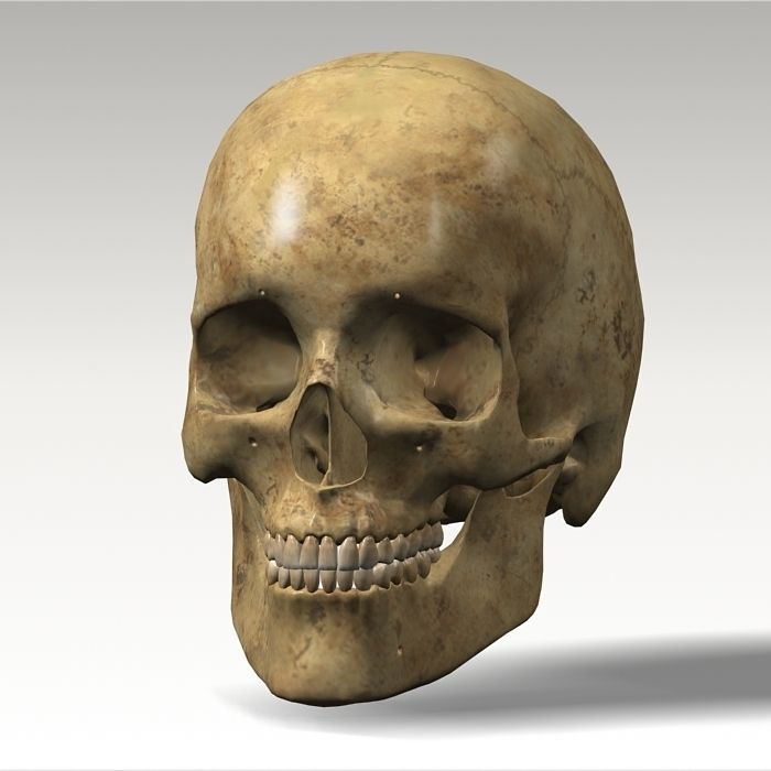 Anatomy skull 02 3D model_10