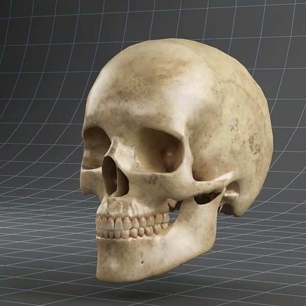 Anatomy skull 02 3D model_6