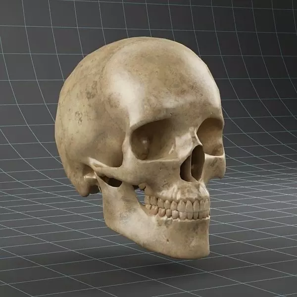 Anatomy skull 02 3D model_0