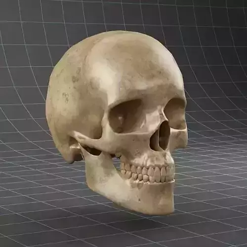 Anatomy skull 02