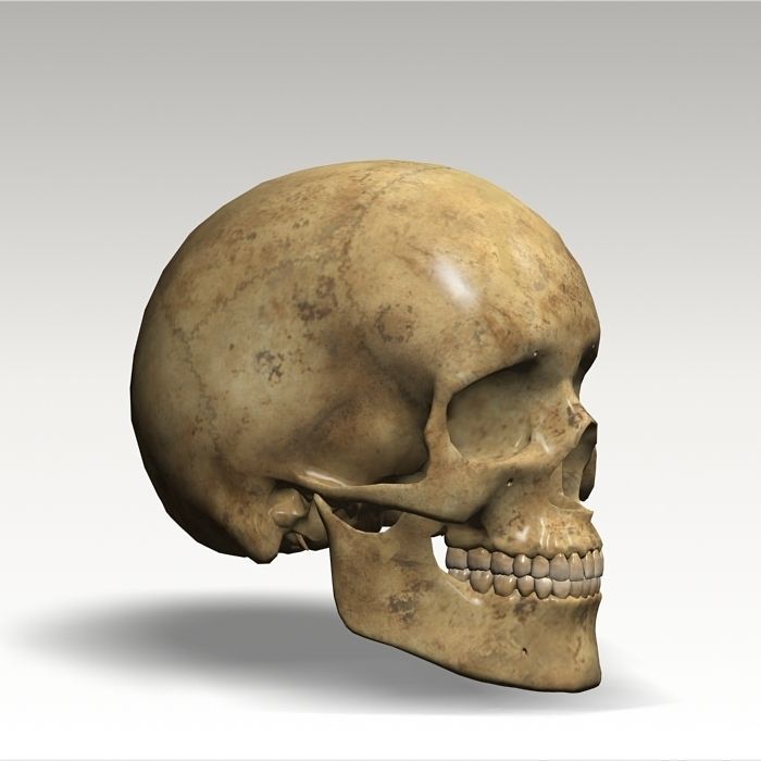 Anatomy skull 02 3D model_11