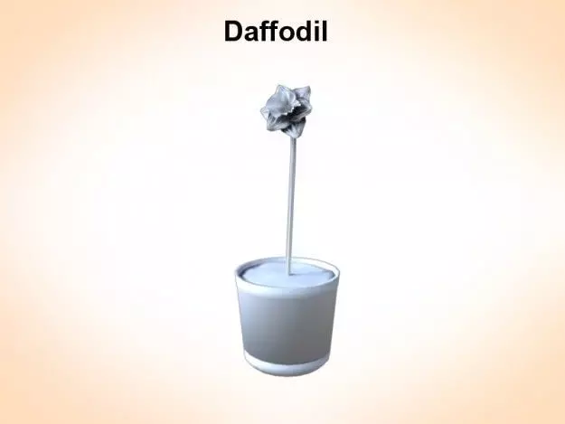 Daffodil dafolli in cup 3D model_0